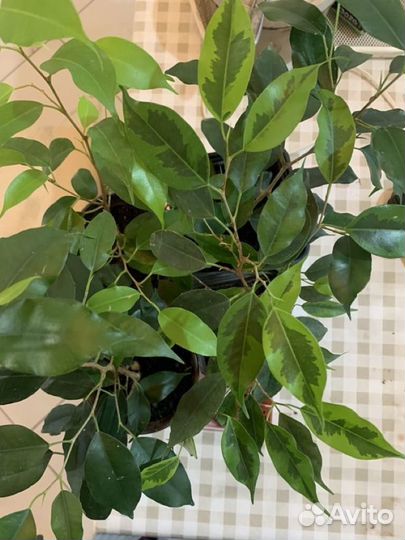 Фикус бенджамина