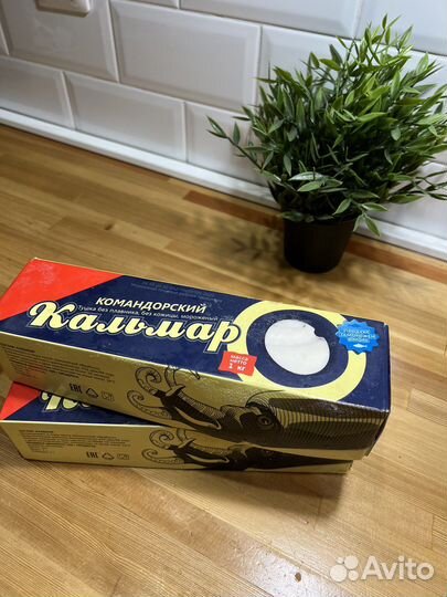 Кальмар командорский, осьминог