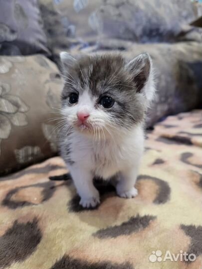 Котята