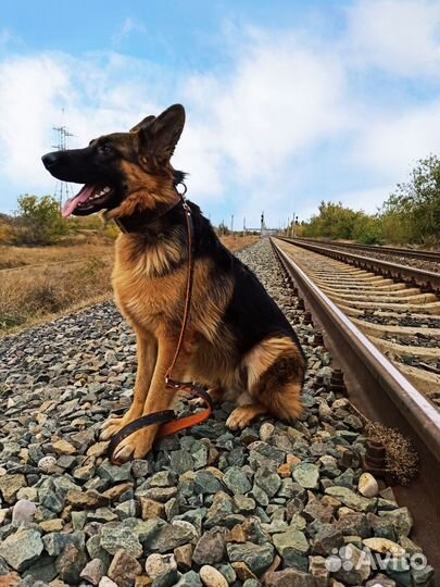 Ошейник для собаки из натуральной кожи