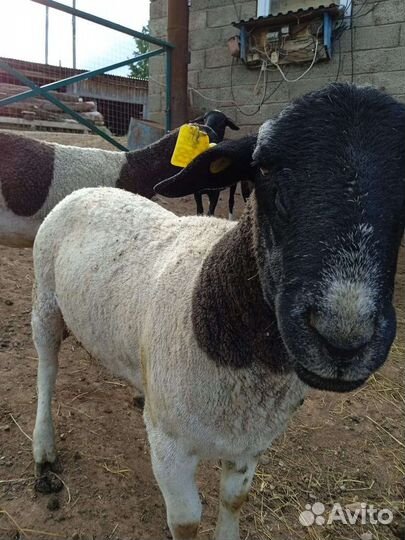 Бараны Дорпер