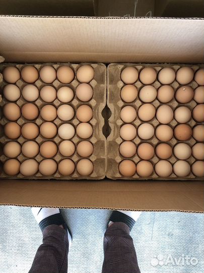Яйцо куриное оптом