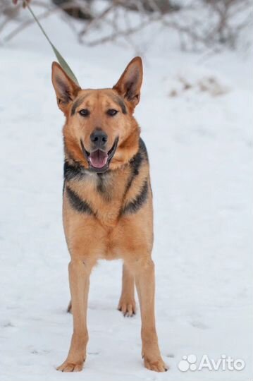 Зорро ждет свою семью, собака в добрые руки