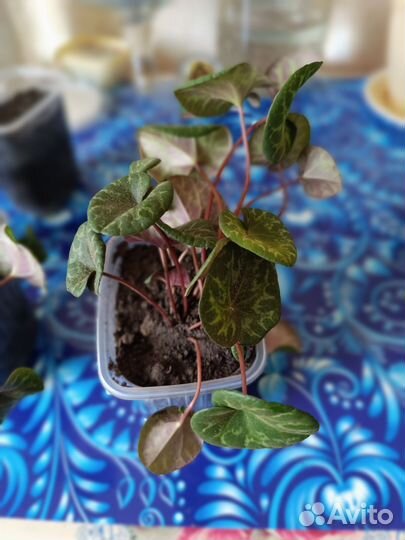 Фиалка душистая