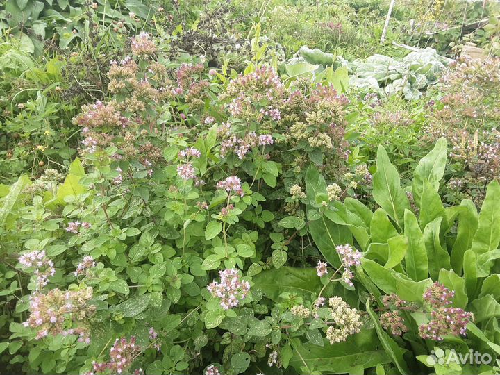 Пряно-ароматические растения