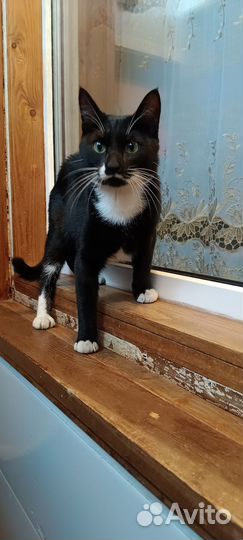 Кот ищет дом