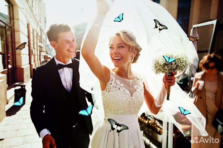 Салют из Живых Тропических Бабочек с/б-15