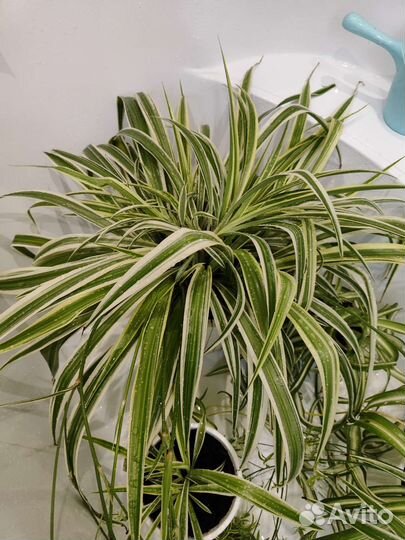 Хлорофитум