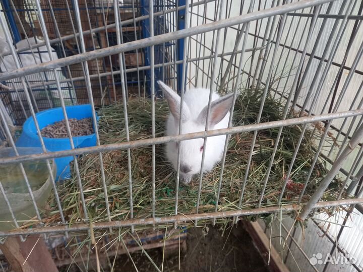 Мясо кролика