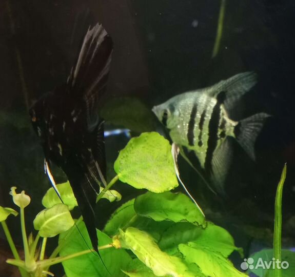 Свой развод Скалярии Попугаи Гуппи