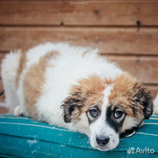 Супер красотка