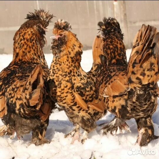 Курицы Павловские