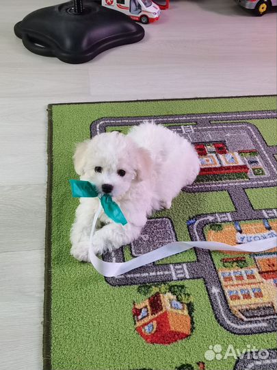 Щенок бишон фризе