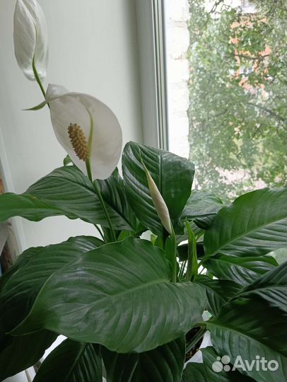 Спатифиллум