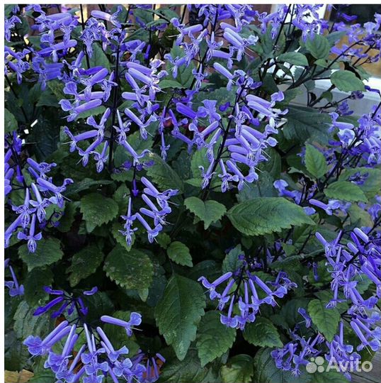 Плектрантус (« домашняя мята»)