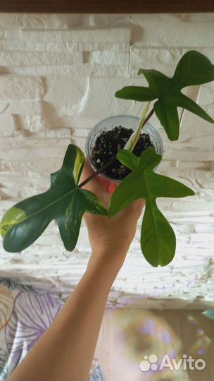 Филодендрон magic mask