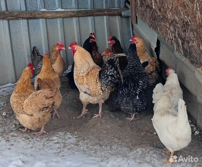 Инкубационное яйцо кур