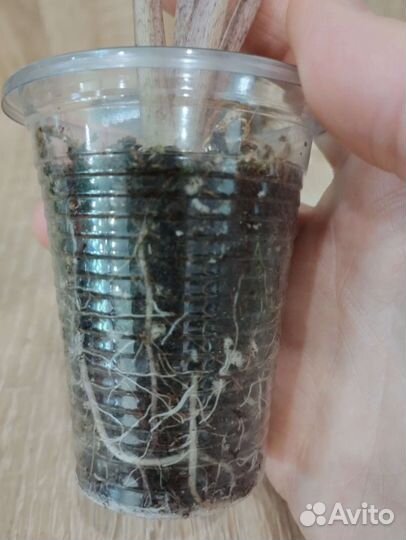 Алоказия Принцесса Юкатан