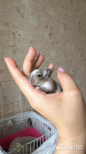 Дегу в добрые руки