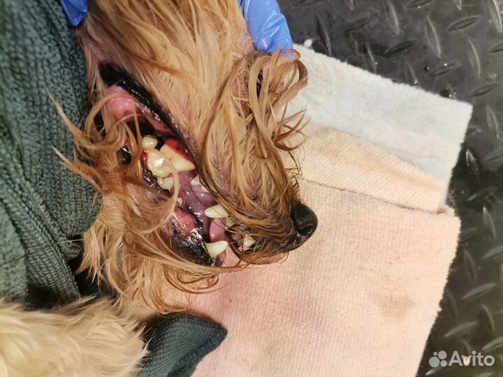 Стрижка собак и ультразвуковая чистка зубов