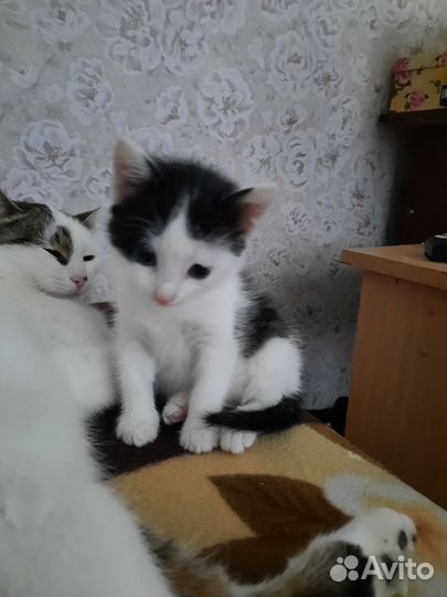 Котенок-девочка 1мес.отдам
