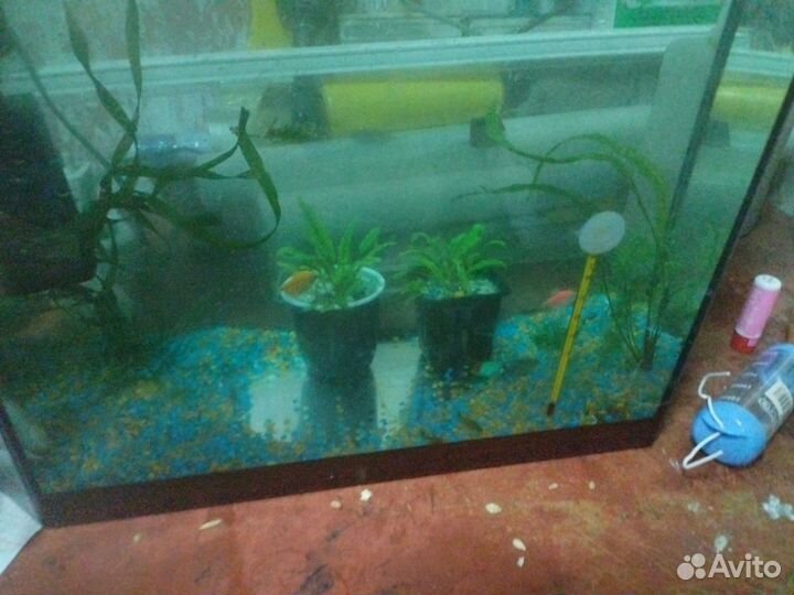 Аквариумные рыбки и растения