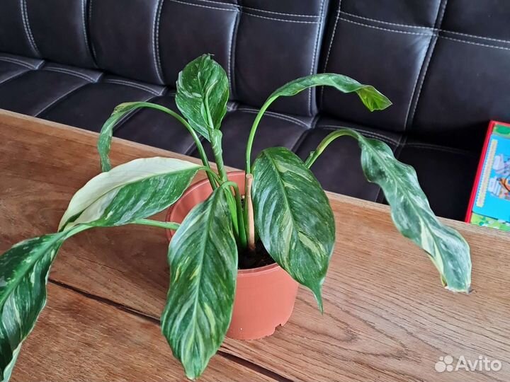 Спатифиллум домино