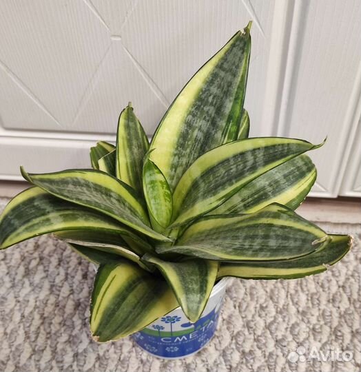 Сансевиерии Ханни и не только. 17 сортов