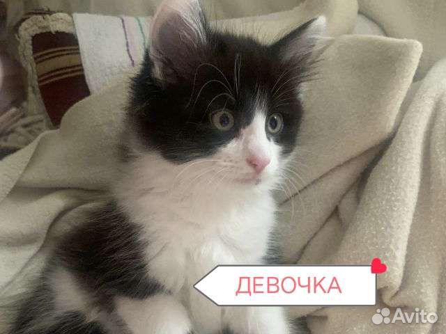 Котята 2.5 месяца в добрые руки