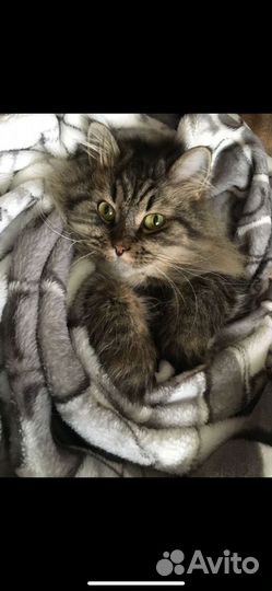 Передержка животных, котоняня, няня для собачек