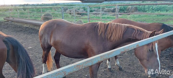 Продам лошадь