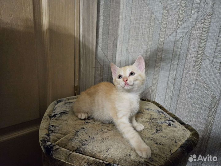 Котята ищут новый дом