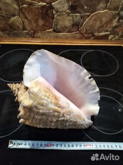 Ракушка океаническая большая