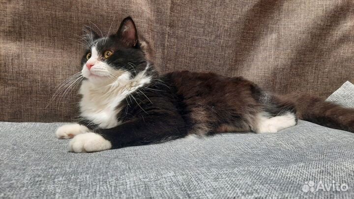 Очень красивый молодой котик