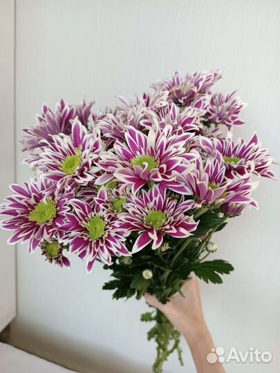 Хризантемы. Цветы