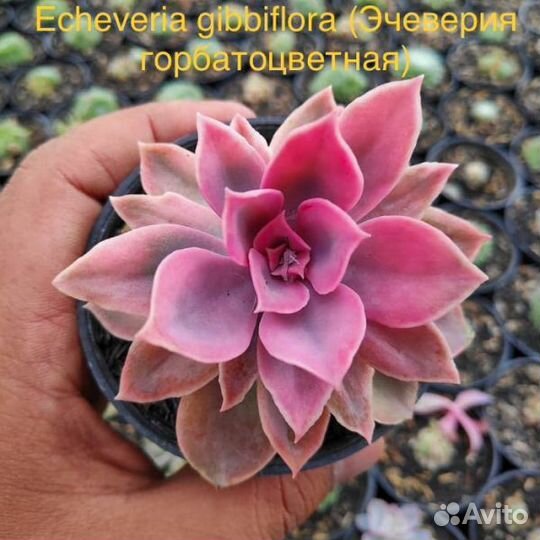 Эхеверия семена