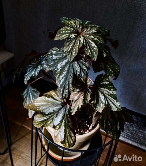 Бегония Begonia aconitifolia