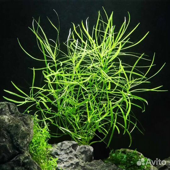 Аквариумные растения прополка