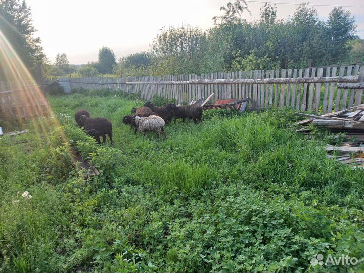 Мясо баранина халяль