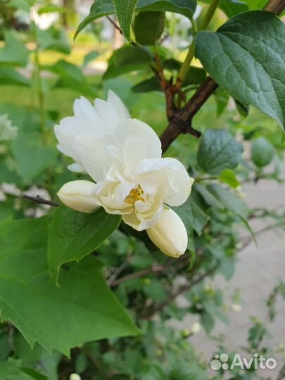 Жасмин махровый, каштан, хоста, клематис