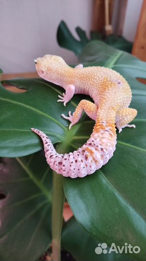 Геккон эублефар