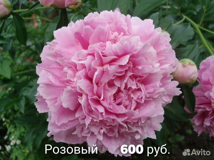 N9 пионы для сада