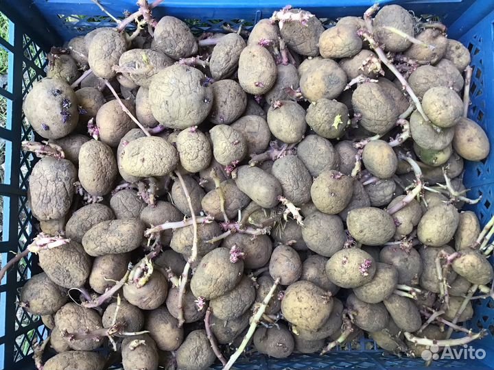 Семенной картофель