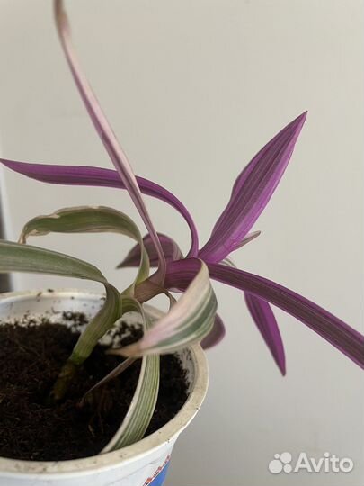 Традесканция розовая (хлорофитум розовый)