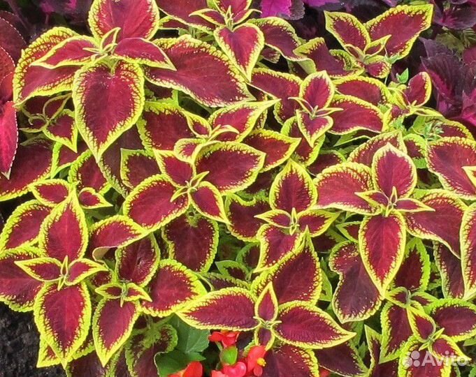 Рассада летников оптом и в розницу