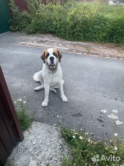 Найдена собака