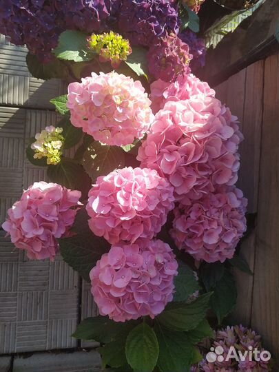 Крупнолистные гортензии