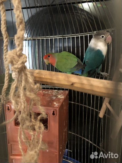 Попугаи неразлучники с клеткой
