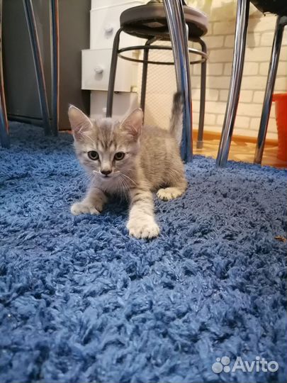 Продам котенка