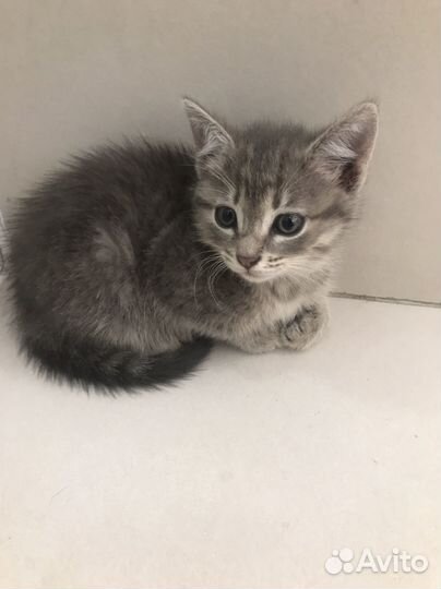 Отдам бесплатно в надежные, ответственные руки